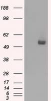 CD36 Antibody (clone OTI4H7, Carrier-free)