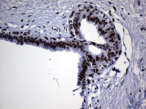 TP53BP1 / 53BP1 Antibody (aa1-300, clone OTI5H4, Carrier-free)