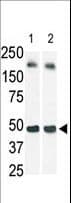 SPHK / SPHK1 Antibody (aa1-30)