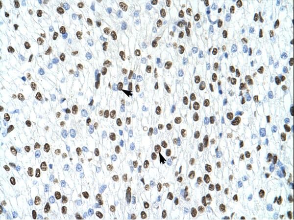 HNRPA1 / HnRNP A1 Antibody (N-Terminus)