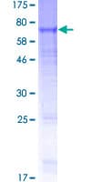 Human GABRB2 Protein (Recombinant GST)
