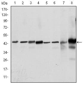 MAPK3 / ERK1 Antibody (clone 1E5)
