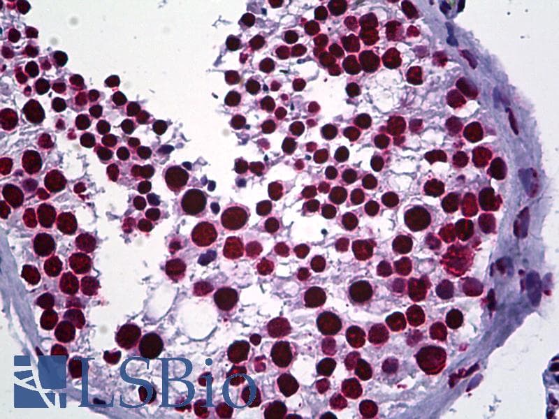 IHC-plus™ SR Proteins Antibody