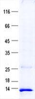 Human TMEM256 / C17orf61 Protein (Recombinant His, N-Terminal)