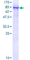 Human FAF2 / ETEA Protein (Recombinant GST)
