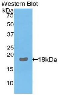 IL17 Antibody (aa25-168)