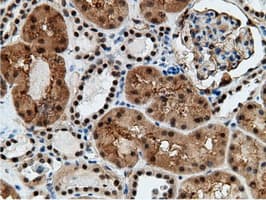 EPM2AIP1 Antibody (clone OTI2G3)