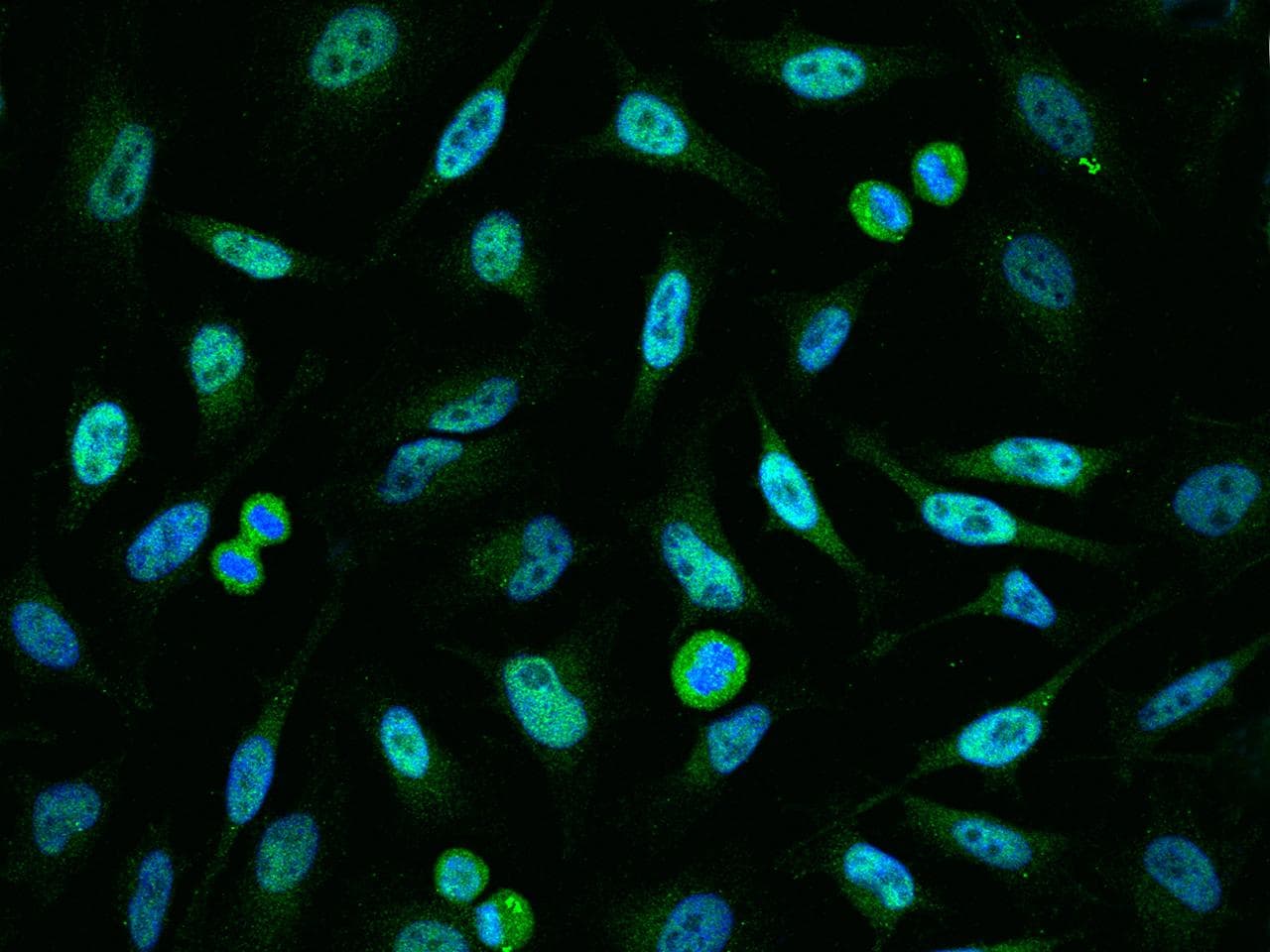 HIST1H3A Antibody (Preservative Free)