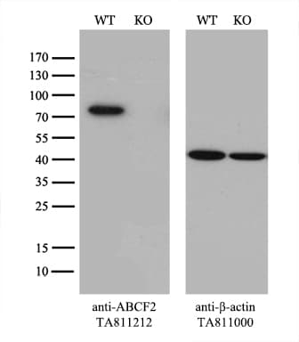 Monoclonal Mouse anti-Human ABCF2 Antibody (clone OTI5D5, aa1-235, WB)
