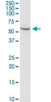 Monoclonal Mouse anti-Human SHMT / SHMT2 Antibody (clone 5E7, WB)