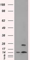 Monoclonal Mouse anti-Human TMEM100 Antibody (clone OTI10G3, IHC, IF, WB)