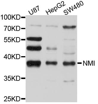 NMI Antibody