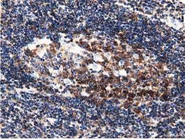 DNAJA2 Antibody (clone OTI3H10)