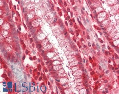 MRPL19 Antibody (Biotin)