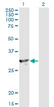 SPR Antibody (clone 4F2)