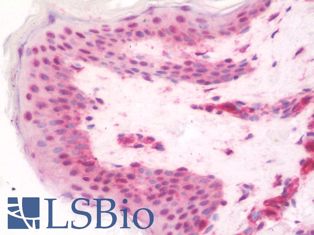 IHC-plus™ BHLHA15 Antibody