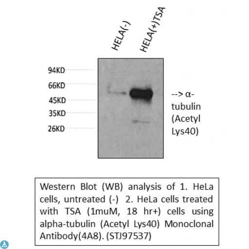 TUBA1B / Tubulin Alpha 1B Antibody