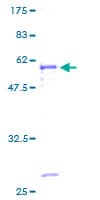 Human MAGEH1 / APR1 Protein (Recombinant GST)