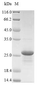 Mouse Defb33 Protein (Recombinant 10His-SUMO, N-terminus + Myc, C-terminus)