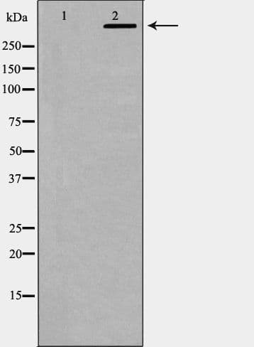 Polyclonal Rabbit anti-Human PRKDC / DNA-PKcs Antibody (IHC, IF, WB)