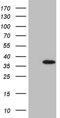 EGFL7 Antibody (aa24-273, clone OTI4A5)