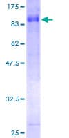 Human KIF1B / CMT2 Protein (Recombinant GST)