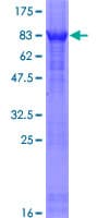 Human MXD1 / MAD1 Protein (Recombinant GST)