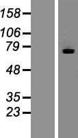 MTMR7 Protein (Over-Expression Lysate Myc-DDK (Flag))