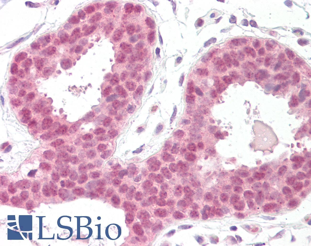 PathPlus™ EIF4EBP1 / 4EBP1 Antibody (aa30-79)