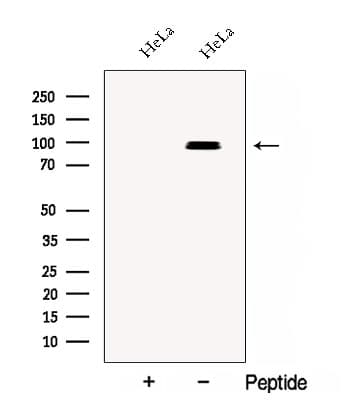 CSDE1 Antibody