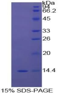 Mouse BMP2 Protein (Recombinant His)
