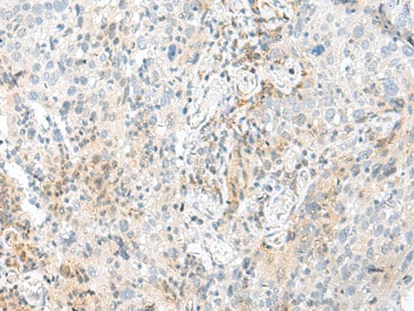 ENSA Antibody
