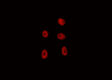 Polyclonal Rabbit anti-Human FOXD4 Antibody (IF, WB)