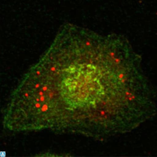 CANX / Calnexin Antibody