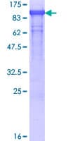 Human BAG3 / BAG-3 Protein (Recombinant GST)