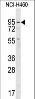 GUCY1A2 Antibody (aa699-732)