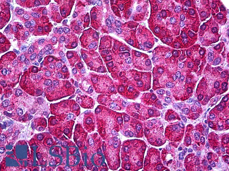 IHC-plus™ FDXR Antibody