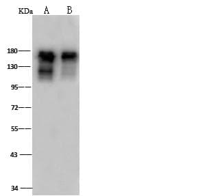SMARCC1 / SWI3 Antibody (Preservative Free)
