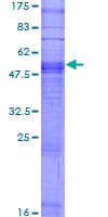 Human OR10Q1 Protein (Recombinant GST)