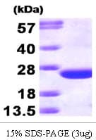 Human CDC42 Protein (Recombinant)