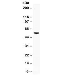 AEBP2 Antibody