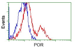 CYPOR / POR Antibody (clone OTI3H10)