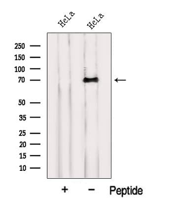 INTS10 Antibody