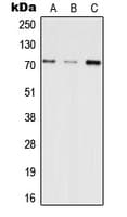 Polyclonal Rabbit anti-Human INPP5E Antibody (C-Terminus, WB)
