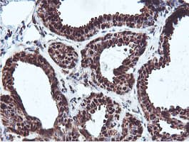 PSMB7 Antibody (clone OTI1E1)