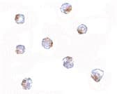 IHC-plus™ AAK1 Antibody
