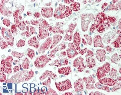 IHC-plus™ CS / Citrate Synthase Antibody (Internal)