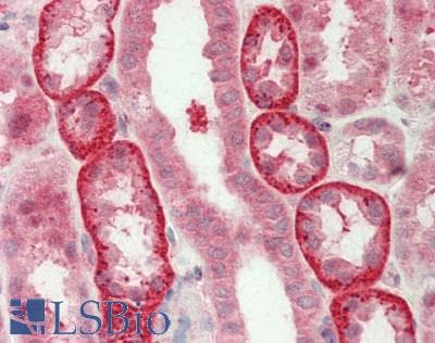 UBL5 Antibody (aa18-67)