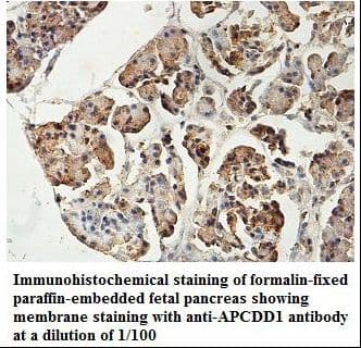 APCDD1 Antibody (aa44-261)