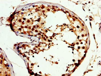 CREM / ICER Antibody